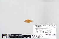 Lepomis gibbosus image