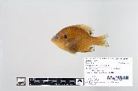 Lepomis macrochirus image