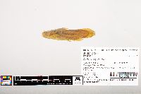 Noturus gyrinus image