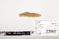 Noturus gyrinus image