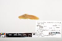 Noturus gyrinus image