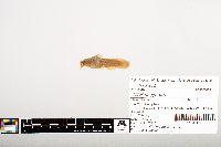 Noturus gyrinus image