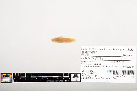 Noturus gyrinus image