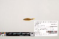 Notropis texanus image