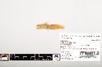 Noturus gyrinus image