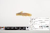 Noturus gyrinus image