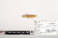 Noturus gyrinus image