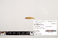 Notropis texanus image