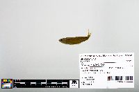 Notropis blennius image