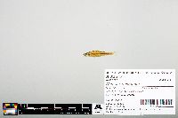 Notropis heterodon image