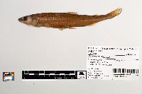 Osmerus mordax image