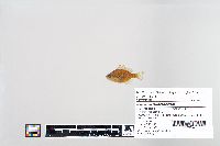 Lepomis macrochirus image