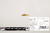 Notropis texanus image
