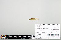 Notropis heterodon image