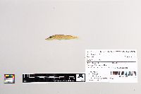 Esox lucius image