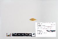 Lepomis macrochirus image