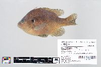 Lepomis gibbosus image