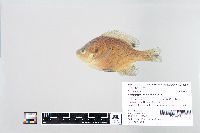 Lepomis macrochirus image