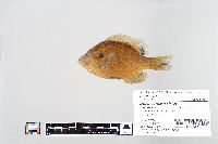 Lepomis macrochirus image