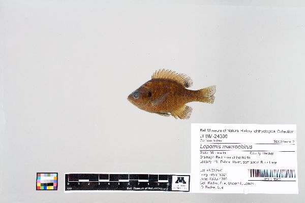 Lepomis macrochirus image