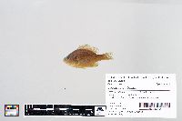 Lepomis gibbosus image