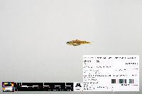 Notropis heterodon image
