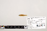 Notropis texanus image