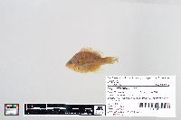 Lepomis gibbosus image