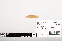 Noturus gyrinus image