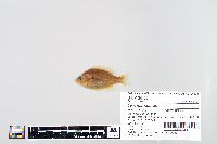 Lepomis humilis image