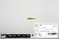 Notropis heterodon image