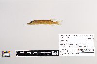 Esox lucius image