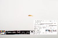 Noturus gyrinus image