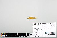Notropis heterodon image