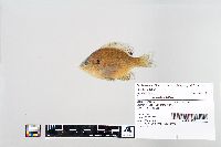 Lepomis macrochirus image