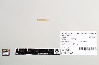 Osmerus mordax image