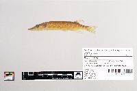 Esox lucius image