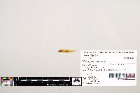 Notropis texanus image