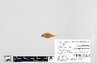 Lepomis humilis image