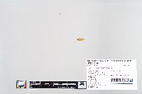 Lepomis macrochirus image