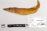 Esox lucius image