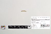 Osmerus mordax image