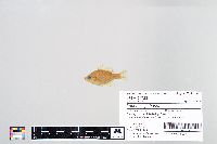 Lepomis gibbosus image