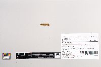 Esox lucius image