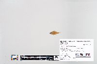 Lepomis macrochirus image