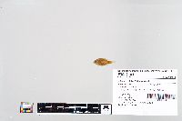 Lepomis macrochirus image