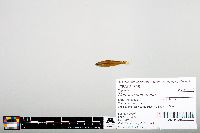 Notropis heterodon image