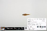 Notropis heterodon image