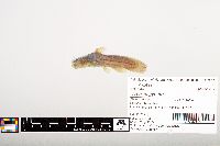 Noturus gyrinus image