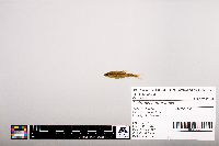 Notropis heterolepis image